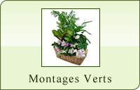 Montages de plantes vertes